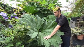 Top 10 Striking amp Unique foliage in our garden [upl. by Ainerol]