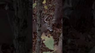 PreRut Saddle Hunting… archery bowhunting deer hunting outdoors subscribe shorts adventure [upl. by Perlis59]