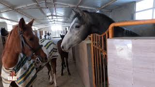 Horse Riding POV  Riding and Stabling Kurdish Horses 2023 [upl. by Phylys]