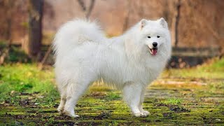 Samoyed The White Snow Dog from the Frozen Land [upl. by Jobe934]