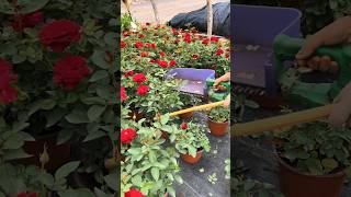 Potted Rose Plants Pruning Techniques Farming agriculture garden [upl. by Regor]