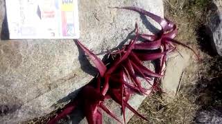 Red aloe vera plant  Call me Sadab 8459487861 [upl. by Caravette]