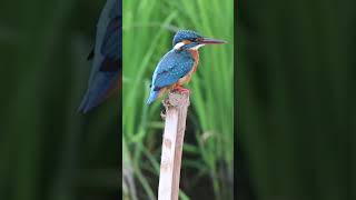 CloseUp View of a kingfisher [upl. by Aicilf885]