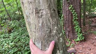 Carpinus caroliniana musclewood [upl. by Lladnor]