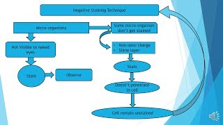 Negative Staining procedure  Microbiology with Sumi [upl. by Nomannic979]