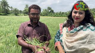 মাটির উপরে হয় যে পেঁয়াজ গ্রীষ্মকালীন পেঁয়াজ [upl. by Ennairej]