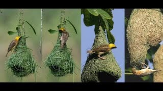 Baya Weaver  தூக்கனாங்குருவி [upl. by Htiduj15]