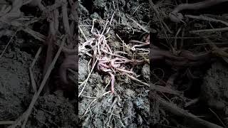 Vermicomposting process [upl. by Boehmer]