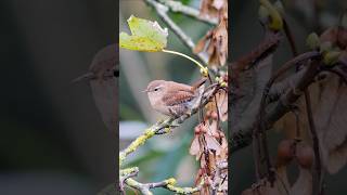 Cute tiny Wren foraging in the Autumn birds [upl. by Irafat]