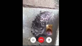 HAMSTER CALLS SHOWERING RAT ON FACETIME [upl. by Aruasi]