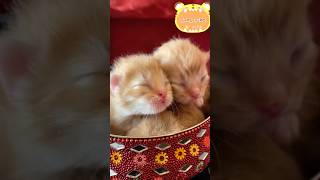 MEOWMA CUTE MOMENTS buggubebo catshorts shortskitten newborns [upl. by Esra]