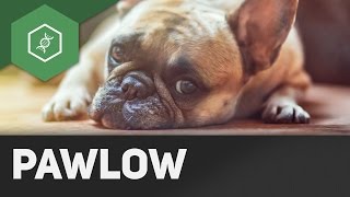 Der Pawlowsche Hund  Einstiegsvideo Verhaltensbiologie [upl. by Noret]