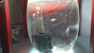 How to setup a small Fish tank [upl. by Pietrek]