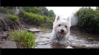 Westie Water Time  Dogs POV [upl. by Hephzipah]