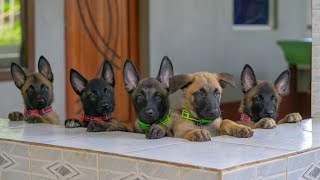 Malinois puppies are small predators 🐕‍🦺🦖 [upl. by Westland]