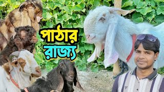 ১০ প্রজাতির পাঠা দেখুন। Totapuri। হরিয়ানা। Betaal। Barbari।Jumunapari। Boer। Sirohi।দাম ও বিস্তারিত [upl. by Iruyas]