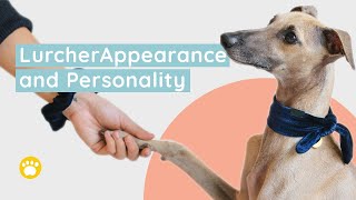 Lurcher Appearance and Personality [upl. by Maribel]