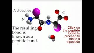 Peptide bond formation  Biofundamentals [upl. by Ramalahs]