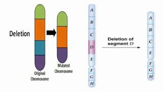 Deletion or Deficiencies Chromosome Meaning [upl. by Leonard]