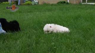 Havanese Maltese Mix Puppies [upl. by Carilyn]