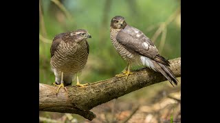 Sparrowhawk Acipiter nisus [upl. by Lemuel411]