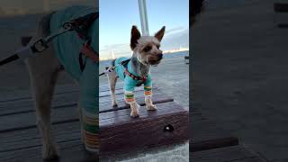 【Windy Day Walk with Popo at Yokohama Rinkai Park 🌬️🐾】 [upl. by Topper]