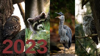 A Year of Wildlife Photography [upl. by Moyra]