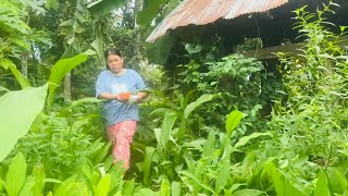 Planting rice crops in my dads rice field and Stir fried duck Cha kroeung duck [upl. by Ruon]