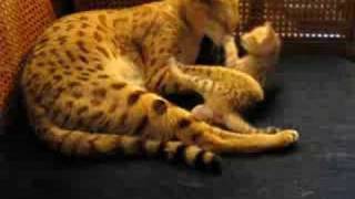 AJSavannahs F1 Gabatta and F2B Calla Savannah kittens Savannah cats [upl. by Ynnohj944]