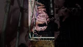 PIGGERRY IN THE PHILIPPINES  PIGGERY BUSINESS IS THE BEST BUSINESS 2024  12 PIGLETS LW X PIETRAIN [upl. by Hales26]