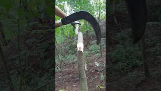 잣나무숲 낫으로 잡목제거 asmrvideo healing asmr relaxing asmrsounds tree trees woodworking shorts [upl. by Jenifer347]