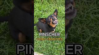 Pinscher um cão super dócil [upl. by Retsevel]