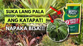 EFFECTIVE AT MURANG PAMPALAGO AT PESTICIDE PARA SA MGA HALAMAN [upl. by Kcirdahc929]