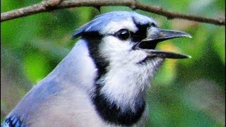 Exceptional Blue Jay Calls [upl. by Oterol]