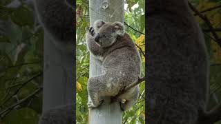 Koala Fun Fact 27  best fur coat ever  Australia all over Save the koala September [upl. by Gun]