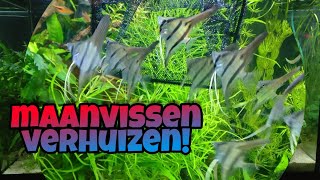 MAANVISSEN OVERPLAATSEN naar het 2m AQUARIUMNickey [upl. by Lorolla]