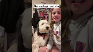 10 Noises dogs react to ￼ dog dogsound puppy [upl. by Nylegna]