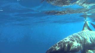 Julia Percy Island Port Fairy Victoria Great White Shark 27012014 [upl. by Anyg793]