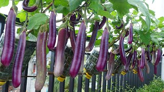 Ive never seen so many Eggplants growing Eggplants at home [upl. by Creath]