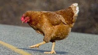 Why Did The Chicken Cross The Road [upl. by Mitzie249]