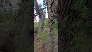 Exploring an abandoned ranch Homestead at our Hunting lease [upl. by Lleznov]