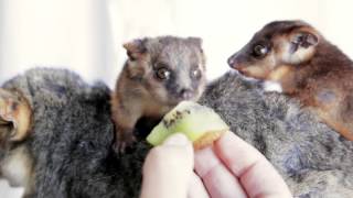 Too cute to watch ringtailed possum twins ‪‎zoobabies‬ photoshoot [upl. by Ikcir]