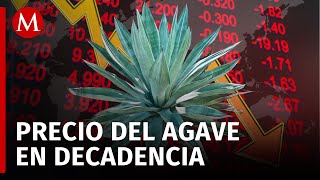 Cae precio del agave por EXCESO de competencia en Jalisco [upl. by Rebmak]