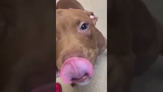 ABUSE Beaten Senseless Until Skull Bashed In This Pup Needs OUR Help NOW STORY BELOW [upl. by Lull925]