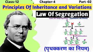 Mendels Law of Segregation Explained  Principle of inheritance and variation  Class 12 Biology [upl. by Ellehc27]