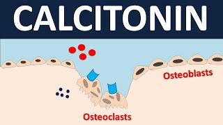 Calcitonin for bone disorders  Osteoporosis amp Pagets disease [upl. by Llennahs34]