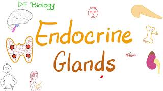 Endocrine Glands  Biology Series [upl. by Yraillih907]