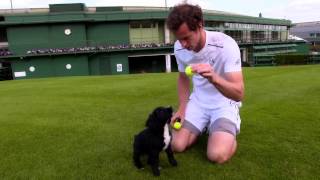 Andy Murray meets puppies in training [upl. by Hcire]