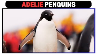 Unveiling the Life of Adelie Penguins Antarctica’s Bold Explorers [upl. by Genevieve]