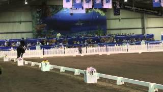 Beautiful Friesian Stallion Dancing  Grand Prix [upl. by Annhoj]